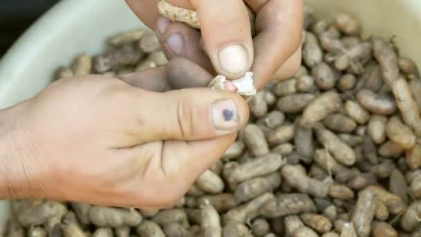 지상 땅콩 껍질에서 밖으로 파고. 남성 손 씨앗에서 땅콩 껍질을 분리. — 비디오