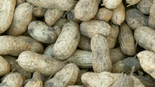 Erdnussernte aus nächster Nähe. frisch geerntete Erdnüsse aus der Erde in der Schale. — Stockvideo