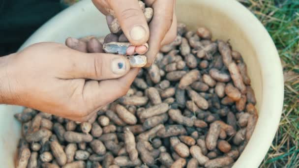 Выкопал из земли арахис в скорлупе. Мужские руки отделяют скорлупу арахиса от семян . — стоковое видео