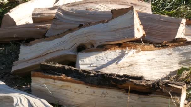 Drewno Posiekane Leży Ziemi — Wideo stockowe