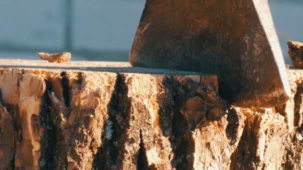 Part of large village ax sticking in tree stump close up view — Stock Video