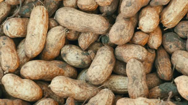 Freshly harvested peanuts from the ground in shell. Peanut harvest close up view — Stock Video