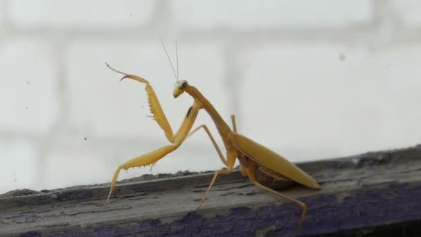 Aggressives trächtiges Weibchen der Gelben Gottesanbeterin hebt Pfoten und Schwanz mit Bauch am alten Fenster — Stockvideo