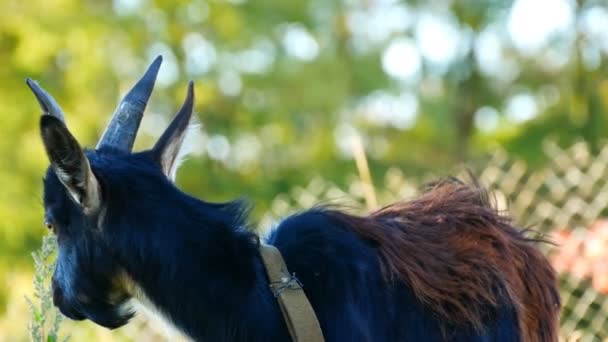 Drôle de jeune chèvre noire broute sur l'herbe dans un village 