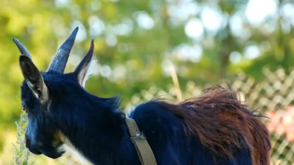 Funny black young goat grazes on the grass in a village — Stock Video