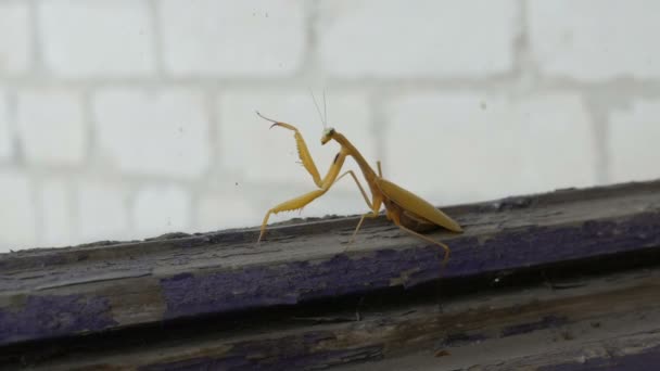 Zwangere vrouwelijke gele mantis religiosa op oude venster — Stockvideo