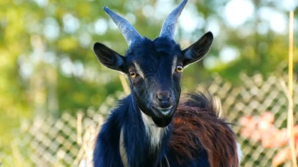 Drôle de jeune chèvre noire broute sur l'herbe dans un village 