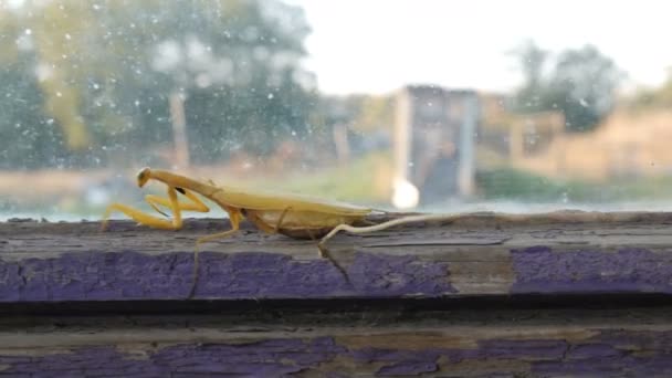 Agressieve zwangere vrouwelijke gele mantis religiosa verhoogt poten en staart met een buik op oude venster — Stockvideo