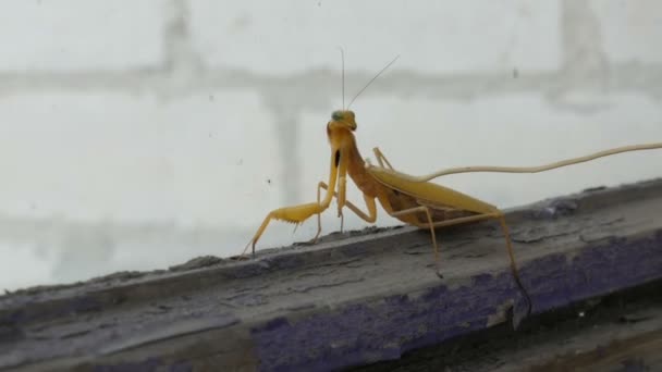 Aggressive Pregnant Female Yellow Mantis Religiosa Raises Paws Tail Stomach — Stock Video