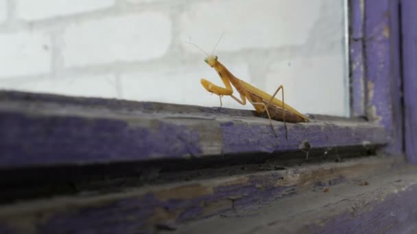 Zwangere vrouwelijke gele mantis religiosa op oude venster — Stockvideo