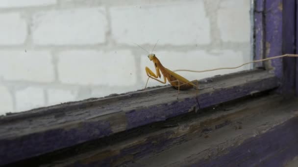 Agressieve zwangere vrouwelijke gele mantis religiosa verhoogt poten en staart met een buik op oude venster — Stockvideo