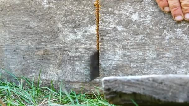 Men saws a piece of wood with hand-held old iron saw close up view — Stock Video