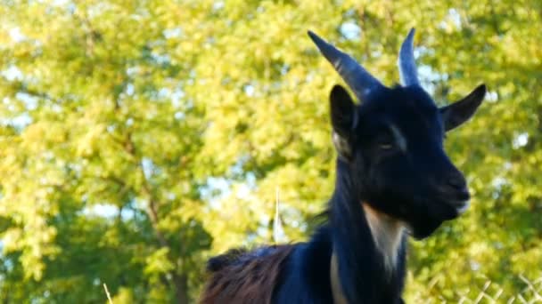 Funny black young goat grazes on the grass in a village — Stock Video