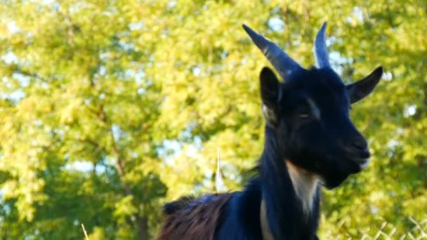 Drôle de jeune chèvre noire broute sur l'herbe dans un village 
