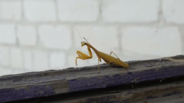 Mujer embarazada agresiva mantis religiosa amarilla levanta las patas y la cola con el estómago en la ventana vieja — Vídeos de Stock