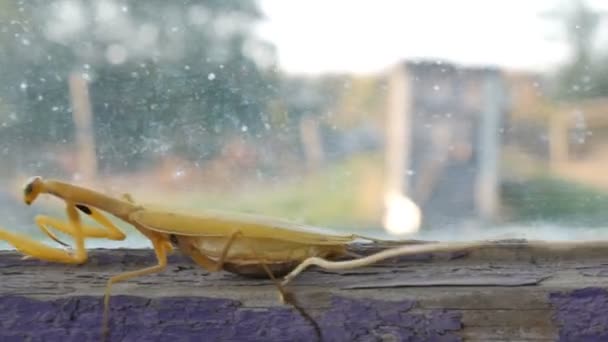 Agressif femelle enceinte jaune mantis religiosa soulève les pattes et la queue avec un estomac sur la vieille fenêtre — Video