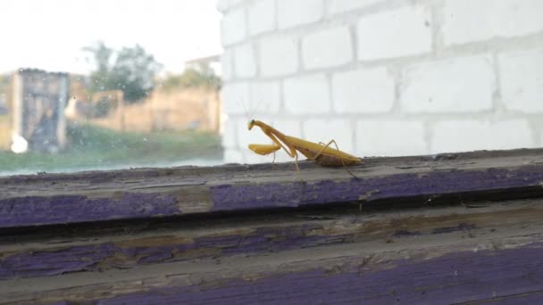 Pregnant female yellow mantis religiosa on old window — Stock Video