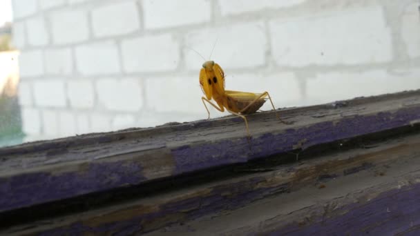 Επιθετική Έγκυες Γυναίκες Κίτρινο Mantis Religiosa Εγείρει Paws Και Ουρά — Αρχείο Βίντεο