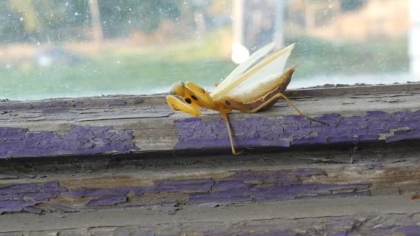 Mujer embarazada agresiva mantis religiosa amarilla levanta las patas y la cola con el estómago en la ventana vieja — Vídeos de Stock