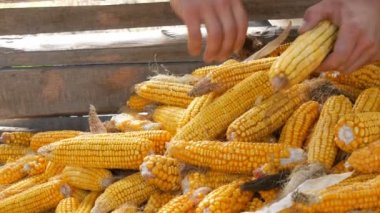 Erkek el olgun sarı Mısır ahırda bir sürü dokun. Mısır hasatı. Tarımsal üretim