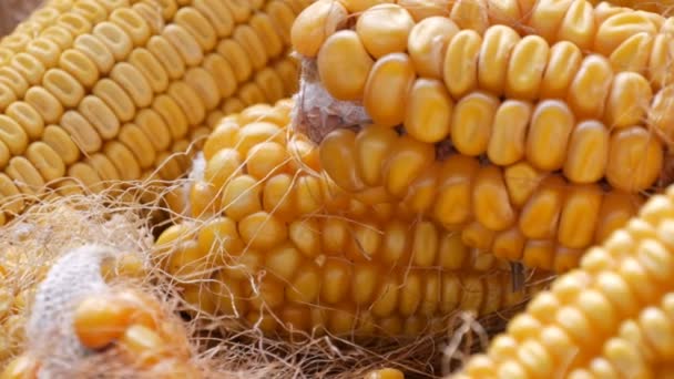 Beaucoup de têtes de maïs jaunes matures dans la grange. Maïs après la récolte du maïs. Production agricole vue de près — Video