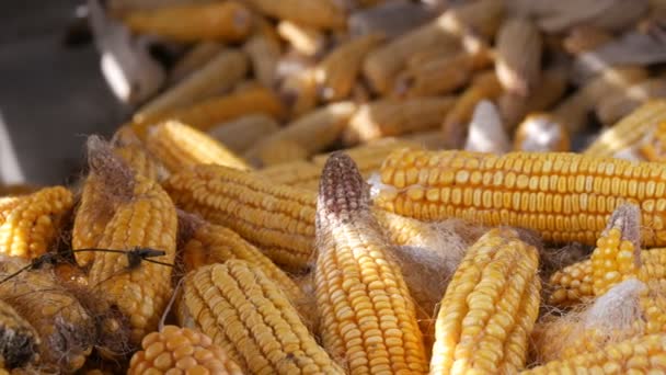 Muchas cabezas de maíz amarillas maduras en el granero. Maíz después de la cosecha de maíz. Producción agrícola — Vídeos de Stock