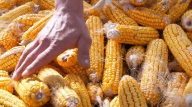 Erkek el olgun sarı Mısır ahırda bir sürü dokun. Mısır hasatı. Tarımsal üretim