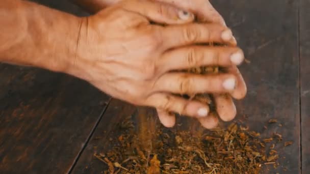 Αρσενικό χέρια τσαλακώνει ξερά φύλλα του καπνού στο τραπέζι — Αρχείο Βίντεο