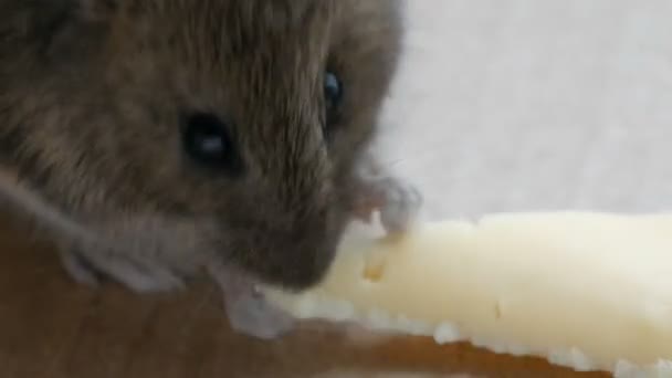 Крупним планом дуловий будинок сіра миша, що їсть шматочок сиру в картонній коробці — стокове відео