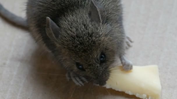 Close up view of muzzle house gray mouse eating piece of cheese in a cardboard box — Stock Video