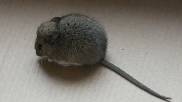 House Gray Mouse Sits Cardboard Box — Stock Video