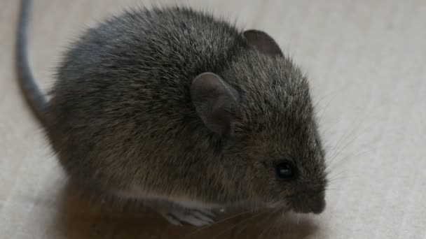 Casa mouse grigio siede in una scatola di cartone — Video Stock