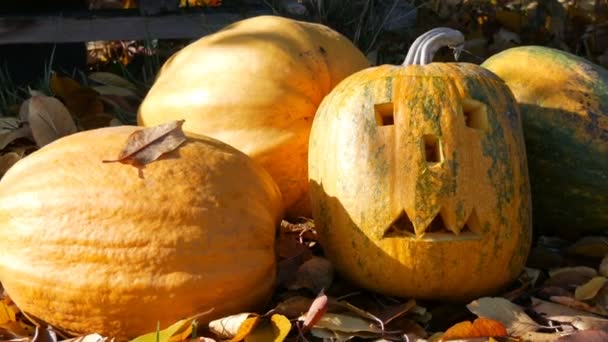 Calabazas de halloween talladas están fuera como decoración. Preparación para las vacaciones de otoño — Vídeo de stock