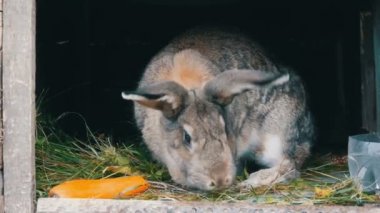 Komik gri büyük tavşan büyük havuç yakınındaki açık bir kafes içinde etrafına bakıyor. Paskalya kavramı
