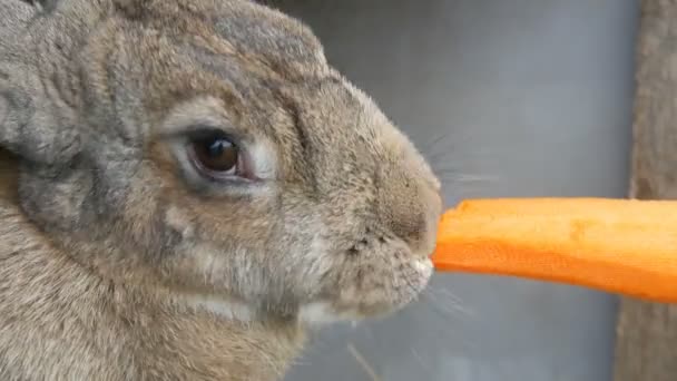 有趣的非常大的灰色兔子咀嚼或吃胡萝卜。复活节概念 — 图库视频影像