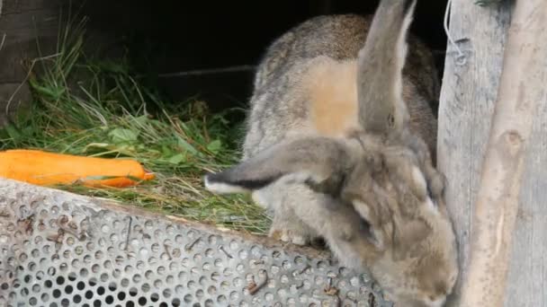 Il coniglio grande grigio divertente si guarda intorno in una gabbia aperta vicino a carota grande. Concetto pasquale — Video Stock