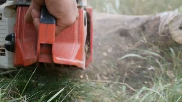 Un hombre corta troncos de árboles secos con motosierra, el serrín vuela por todas partes — Vídeos de Stock