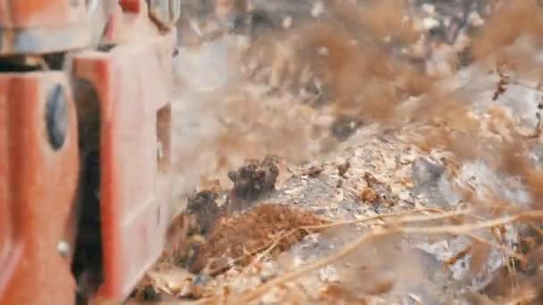 Een man snijdt droge boomstammen met rode kettingzaag, zaagsel vliegen overal — Stockvideo