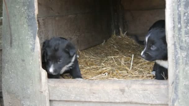 Tre söta roliga lilla svartvita valpar i doghouse spela och titta runt — Stockvideo