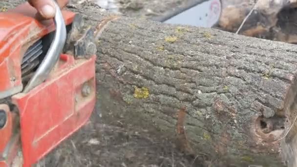Человек режет сухие стволы деревьев бензопилой, повсюду летят опилки. — стоковое видео