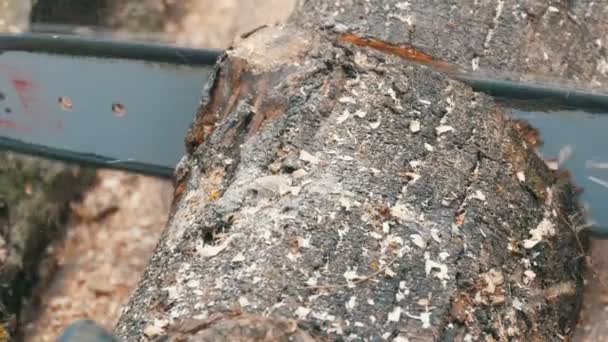 Close up cuts dry tree trunks with red chainsaw, sawdust fly everywhere — Stock Video