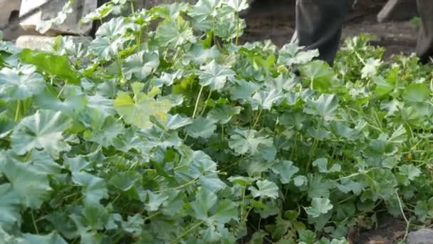 Un homme tond l'herbe verte avec une broche de fer spéciale — Video