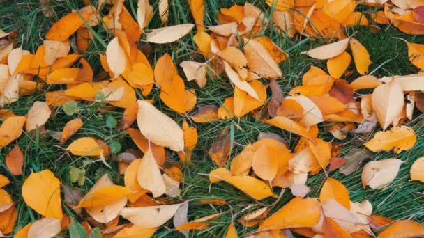 Daun kuning musim gugur jatuh di rumput hijau di taman — Stok Video