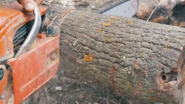 Un hombre corta troncos de árboles secos con motosierra roja, el serrín vuela por todas partes — Vídeo de stock