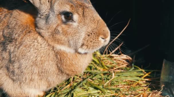 Забавный серый большой кролик осматривается в открытой клетке — стоковое видео