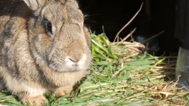 Legrační šedý velký králík vypadá kolem v otevřené kleci — Stock video