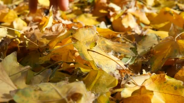 Hojas de otoño amarillas caídas vista de cerca — Vídeos de Stock