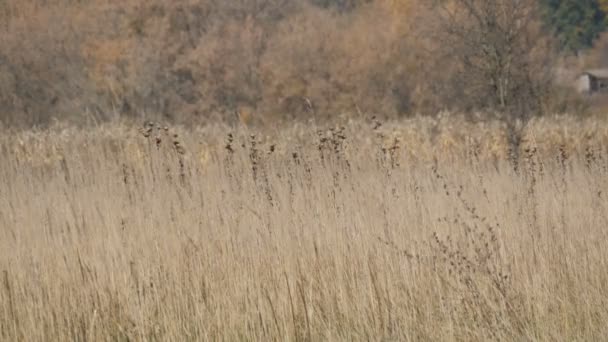 Hierba seca de estepa gris en un otoño profundo — Vídeos de Stock