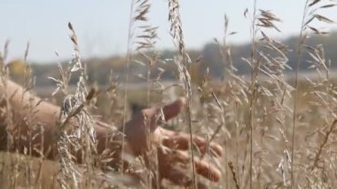 Erkek güçlü el parmaklarını kurutulmuş büyüyen çayır çimen üzerinde çalışır.