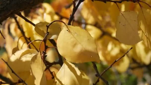 Hermoso árbol con generosamente cubierto con un follaje amarillo de otoño de cerca — Vídeo de stock